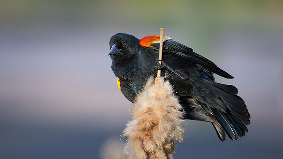 Red-winged Blackbird