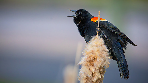 Red-winged Blackbird