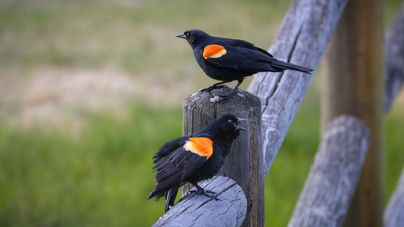 Red-winged Blackbird