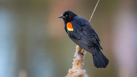 Red-winged Blackbird