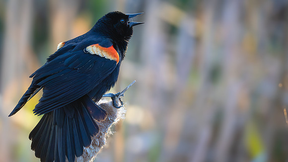 Red-winged Blackbird