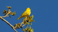 Northern Yellow Warbler