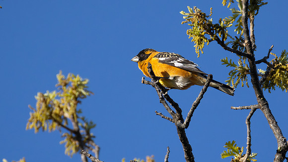 black-headed Grosbeak
