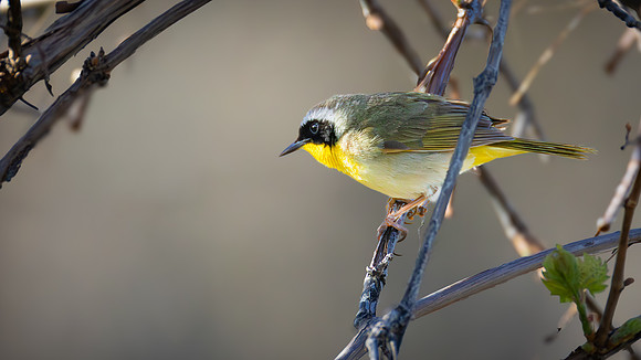 Common Yellow Throat Warbler