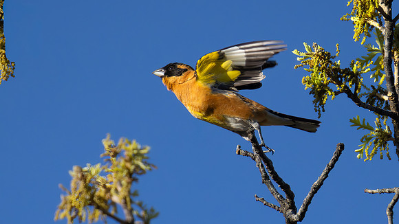 black-headed Grosbeak