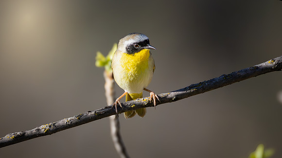 Common Yellow Throat Warbler