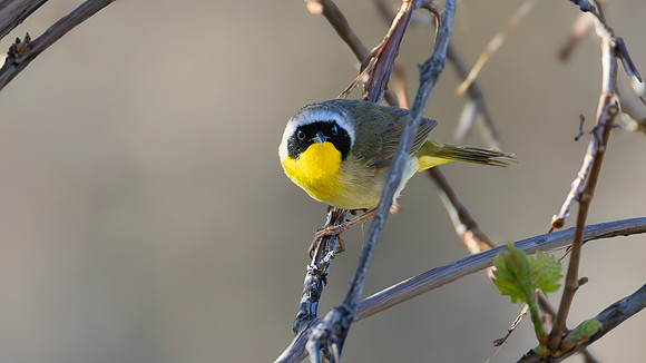 Common Yellow Throat Warbler