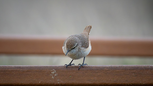 Rock Wren