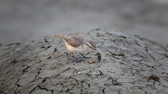 Rock Wren