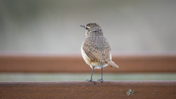 Rock Wren