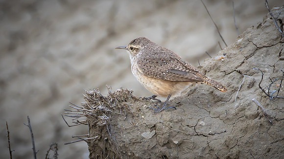 Rock Wren