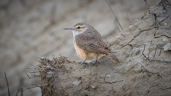 Rock Wren