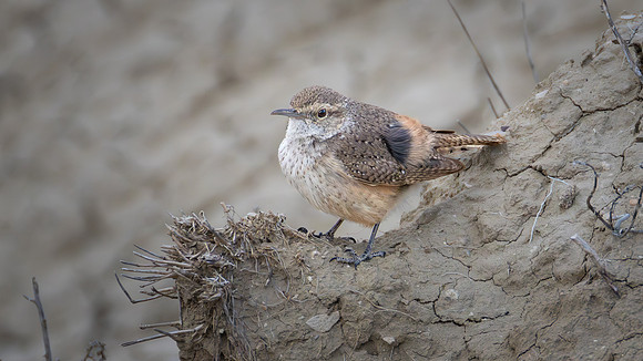 Rock Wren