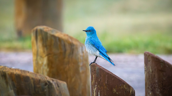 Western Bluebird