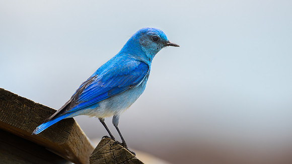 Western Bluebird