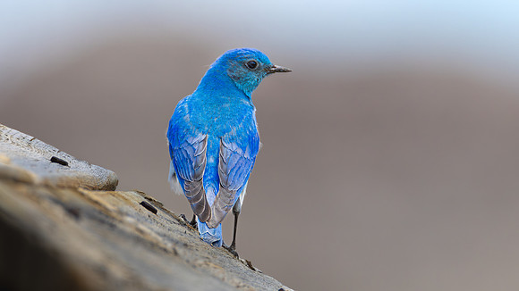 Western Bluebird
