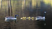 Canadian Goose Family