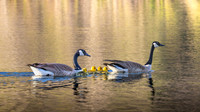Canadian Goose Family