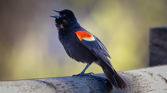 Red-winged Blackbird