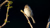 Clay-colored Sparrow
