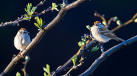 Song Sparrow