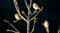 Clay-colored Sparrow