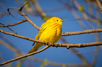 Northern Yellow Warbler