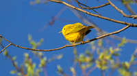 Northern Yellow Warbler