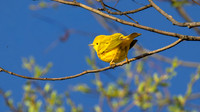 Northern Yellow Warbler
