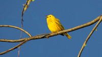 Northern Yellow Warbler