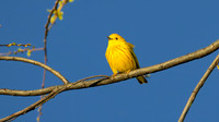 Northern Yellow Warbler