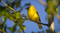 Northern Yellow Warbler