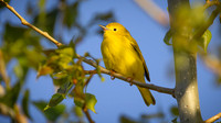 Northern Yellow Warbler