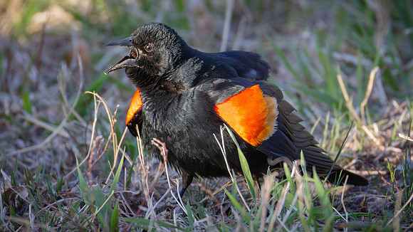 Red-winged Blackbird