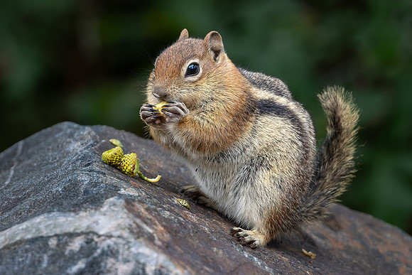 Golden-mantled ground squirrel