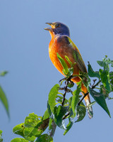 Painted Bunting