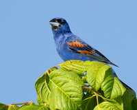 Blue Grosbeak