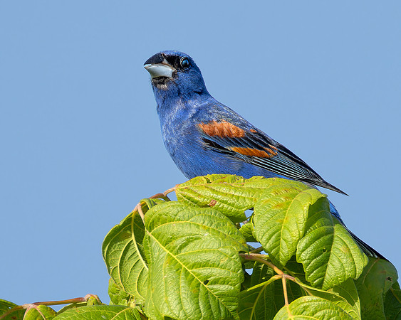 Blue Grosbeak