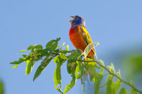 Painted Bunting