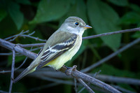 Least Flycatcher