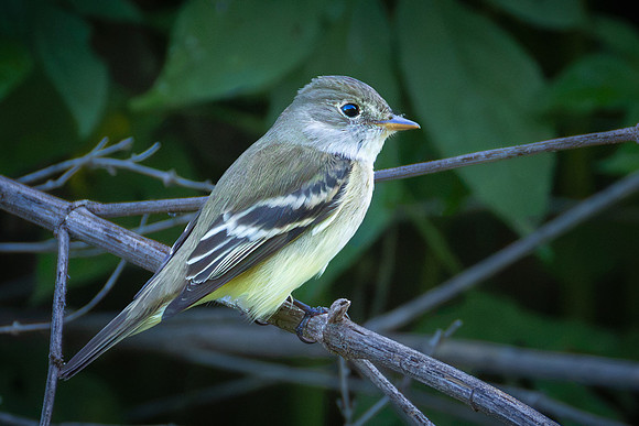 Least Flycatcher