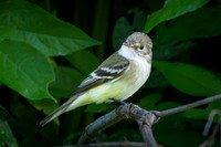 Least Flycatcher