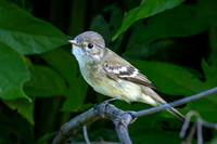 Least Flycatcher