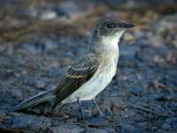 Eastern Phoebe