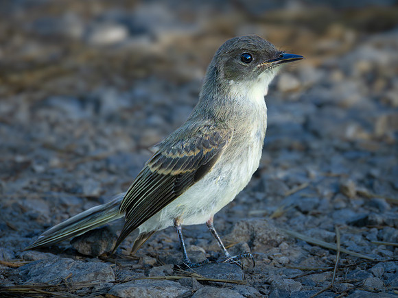 Eastern Phoebe