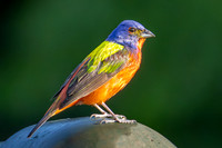 Painted Bunting