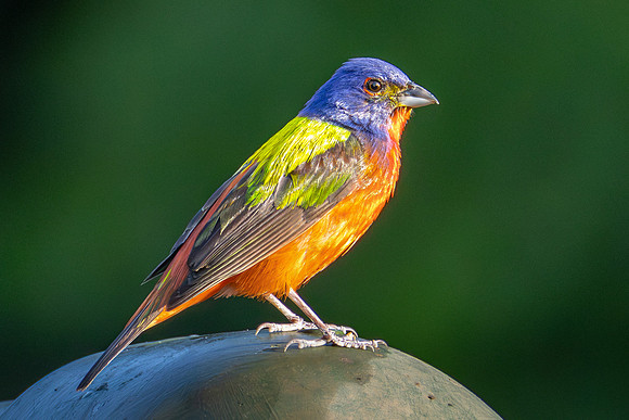 Painted Bunting