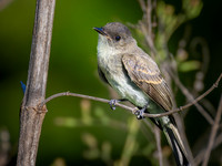 Eastern Phoebe