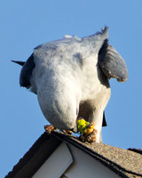 Mississippi Kite
