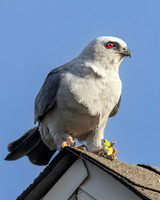 Mississippi Kite